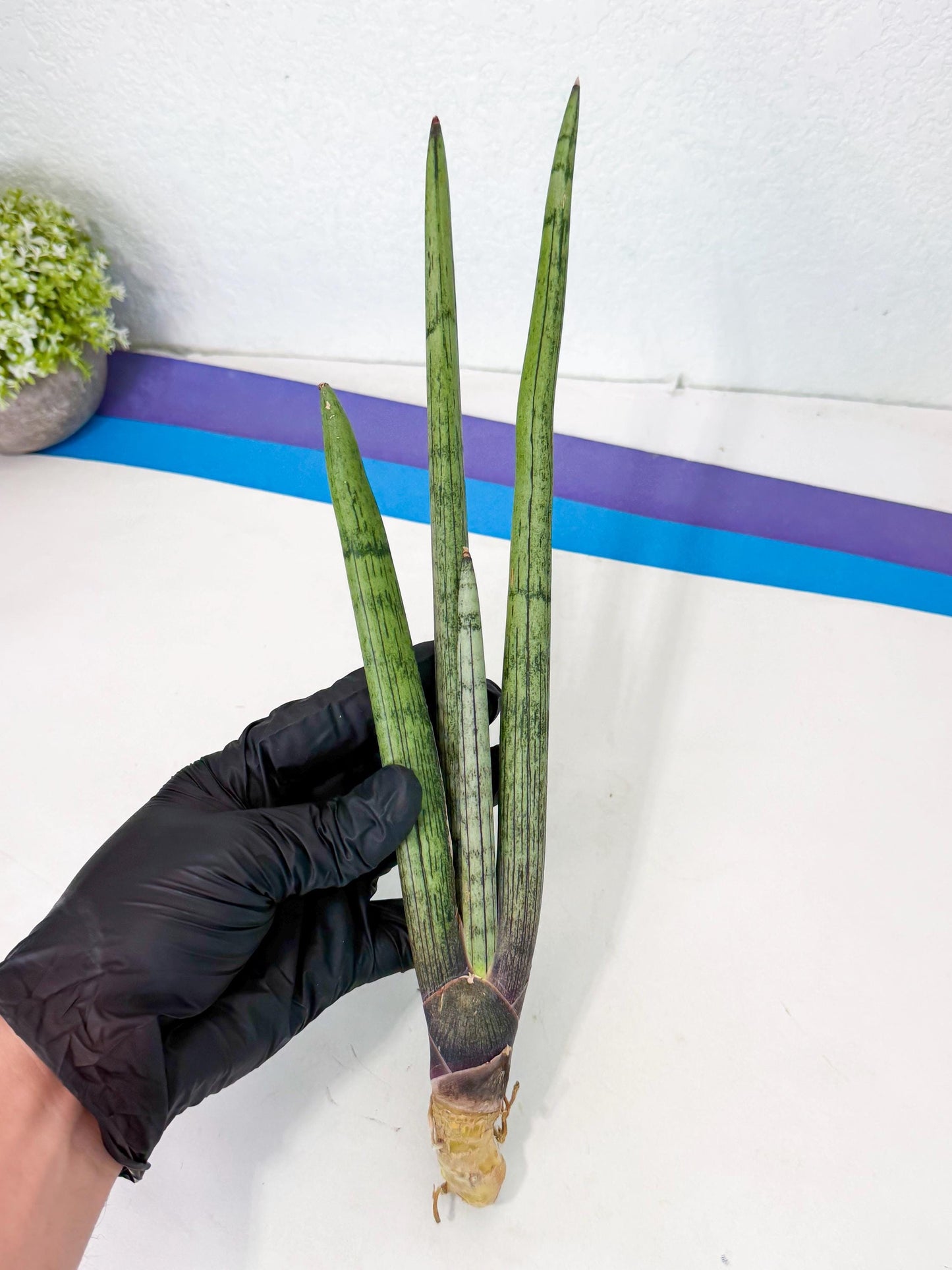 Sansevieria Kari (rr) (12) | Very Rare Hybrid