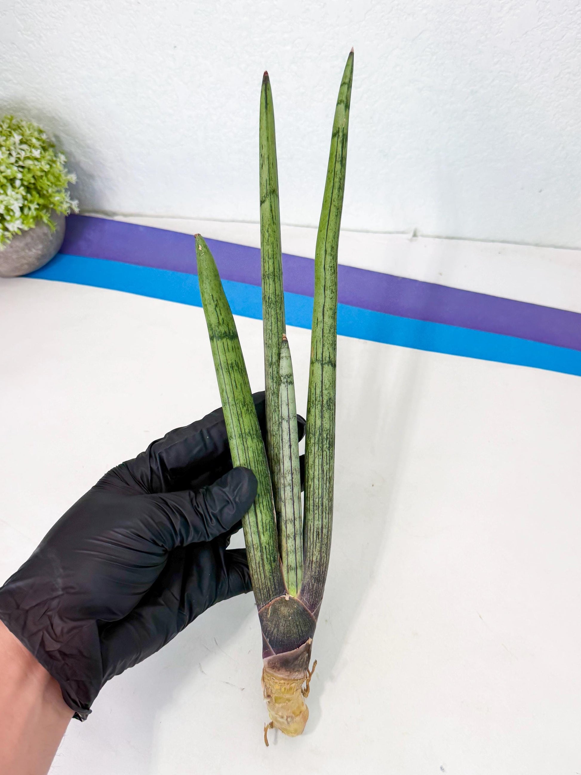 Sansevieria Kari (rr) (12) | Very Rare Hybrid