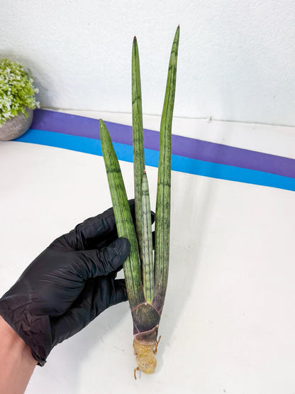 Sansevieria Kari (rr) (12) | Very Rare Hybrid