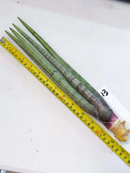 Sansevieria Kari (rr) (13) | Very Rare Hybrid