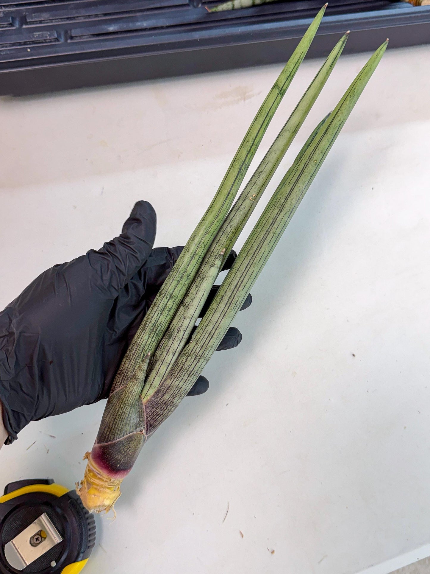 Sansevieria Kari (rr) (13) | Very Rare Hybrid