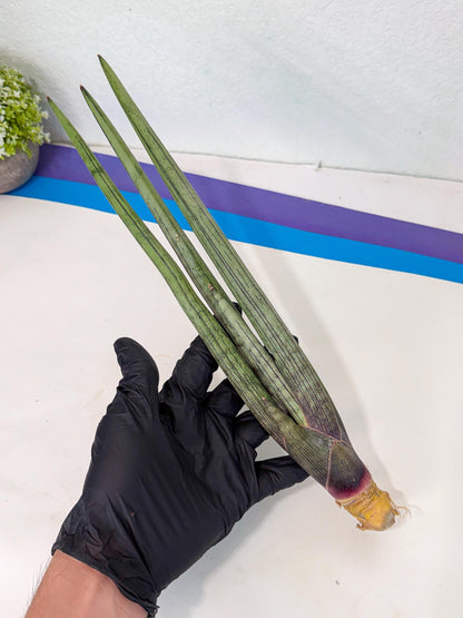Sansevieria Kari (rr) (13) | Very Rare Hybrid