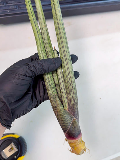 Sansevieria Kari (rr) (13) | Very Rare Hybrid