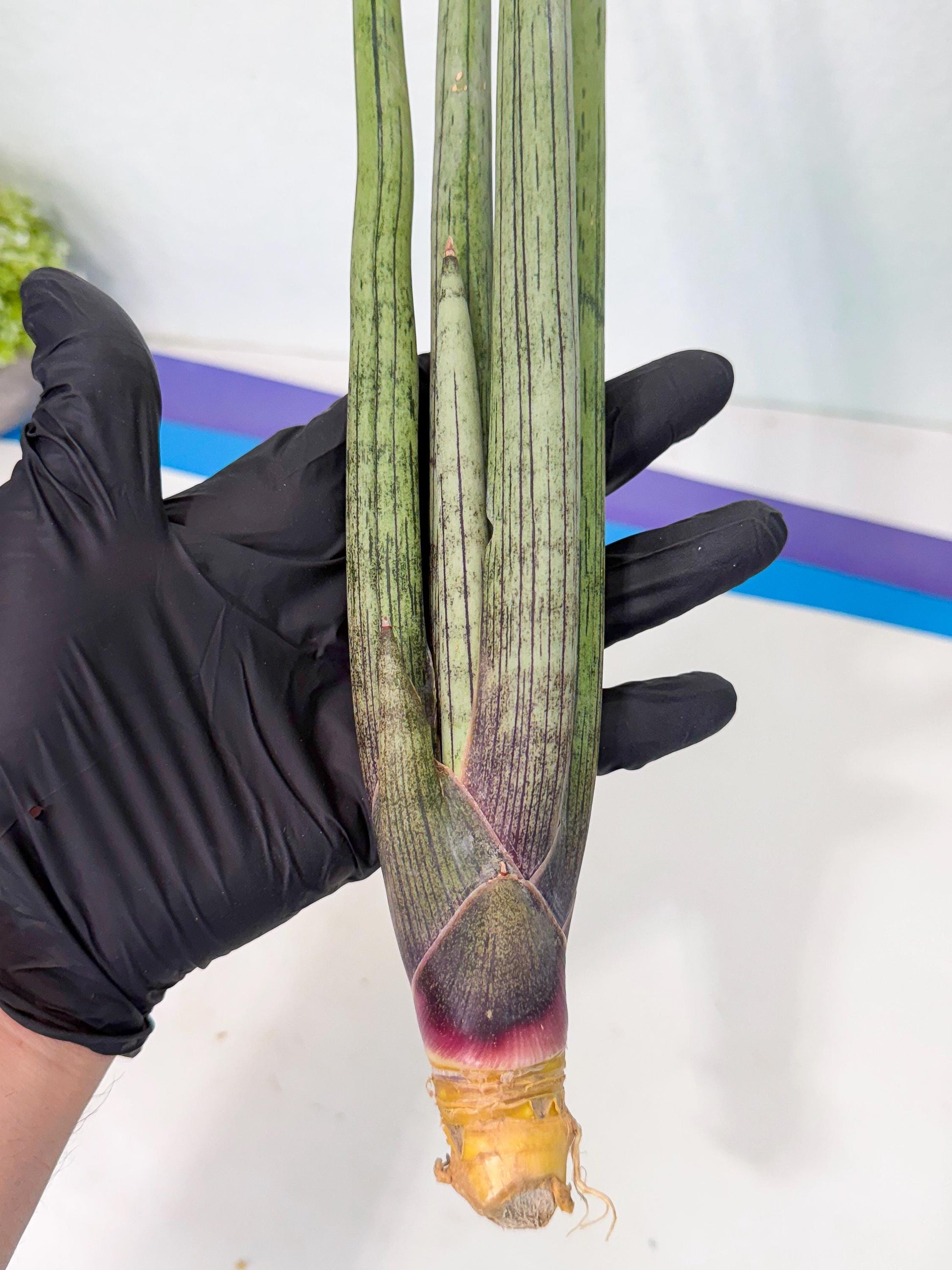 Sansevieria Kari (rr) (13) | Very Rare Hybrid