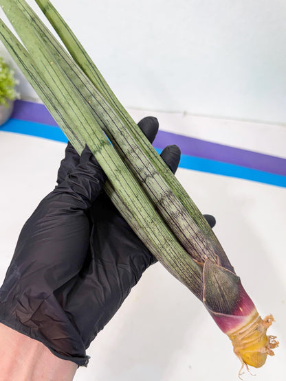 Sansevieria Kari (rr) (13) | Very Rare Hybrid