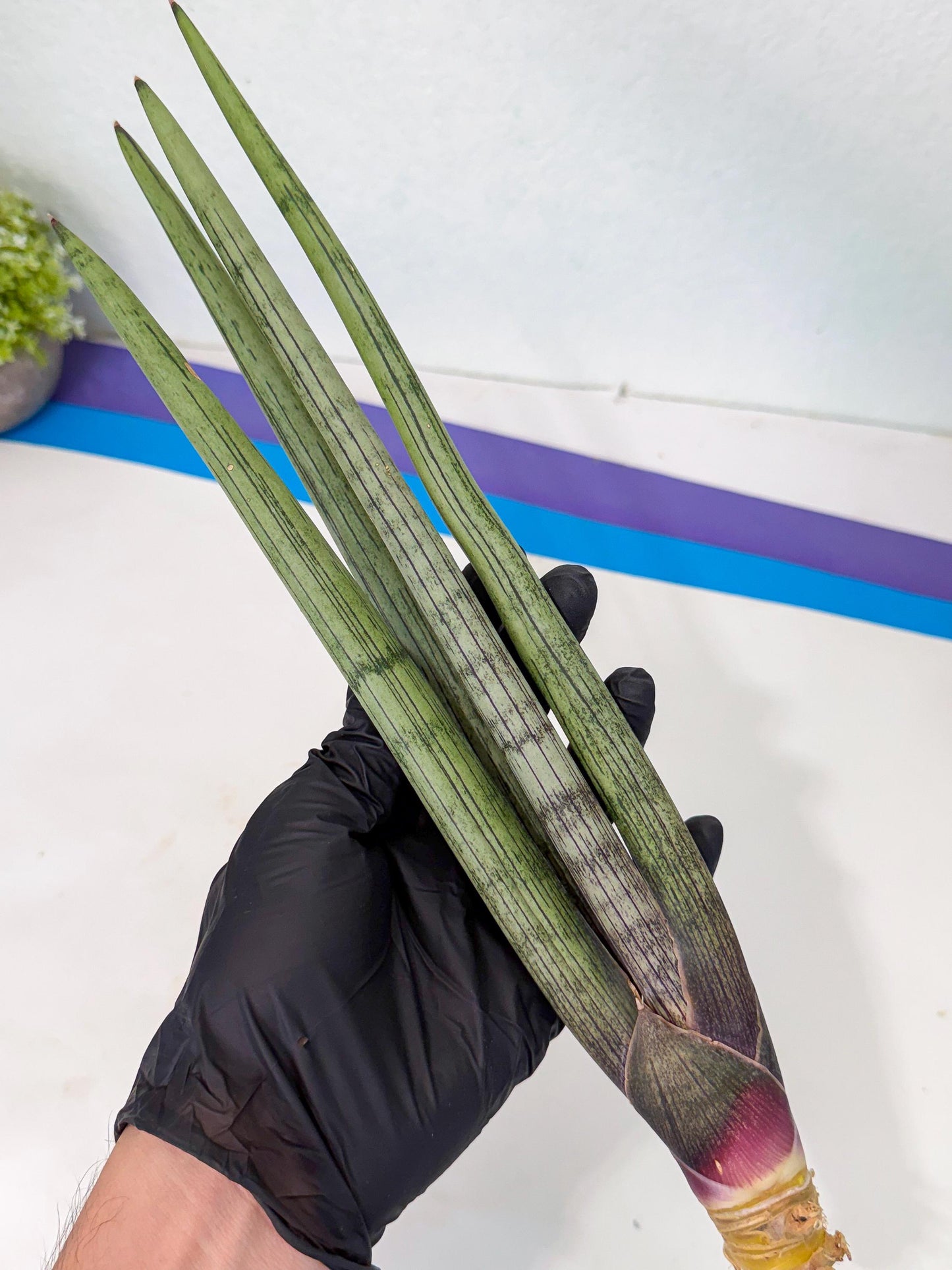 Sansevieria Kari (rr) (13) | Very Rare Hybrid