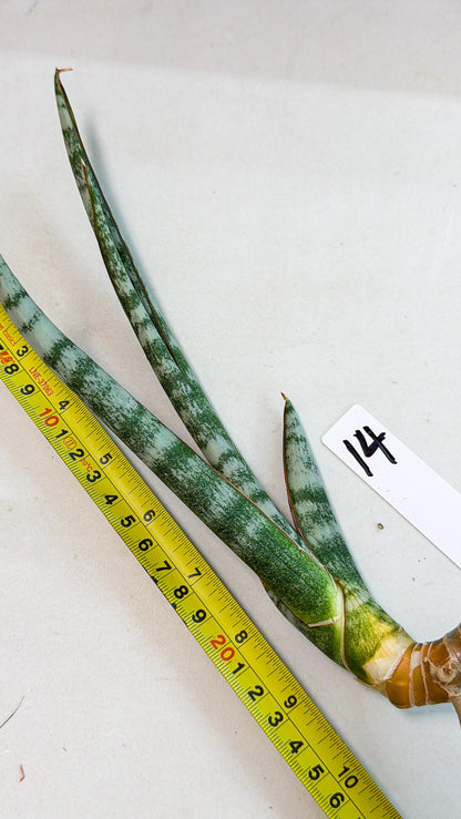 Sansevieria Gron (rr) (14) | Very Rare Hybrid