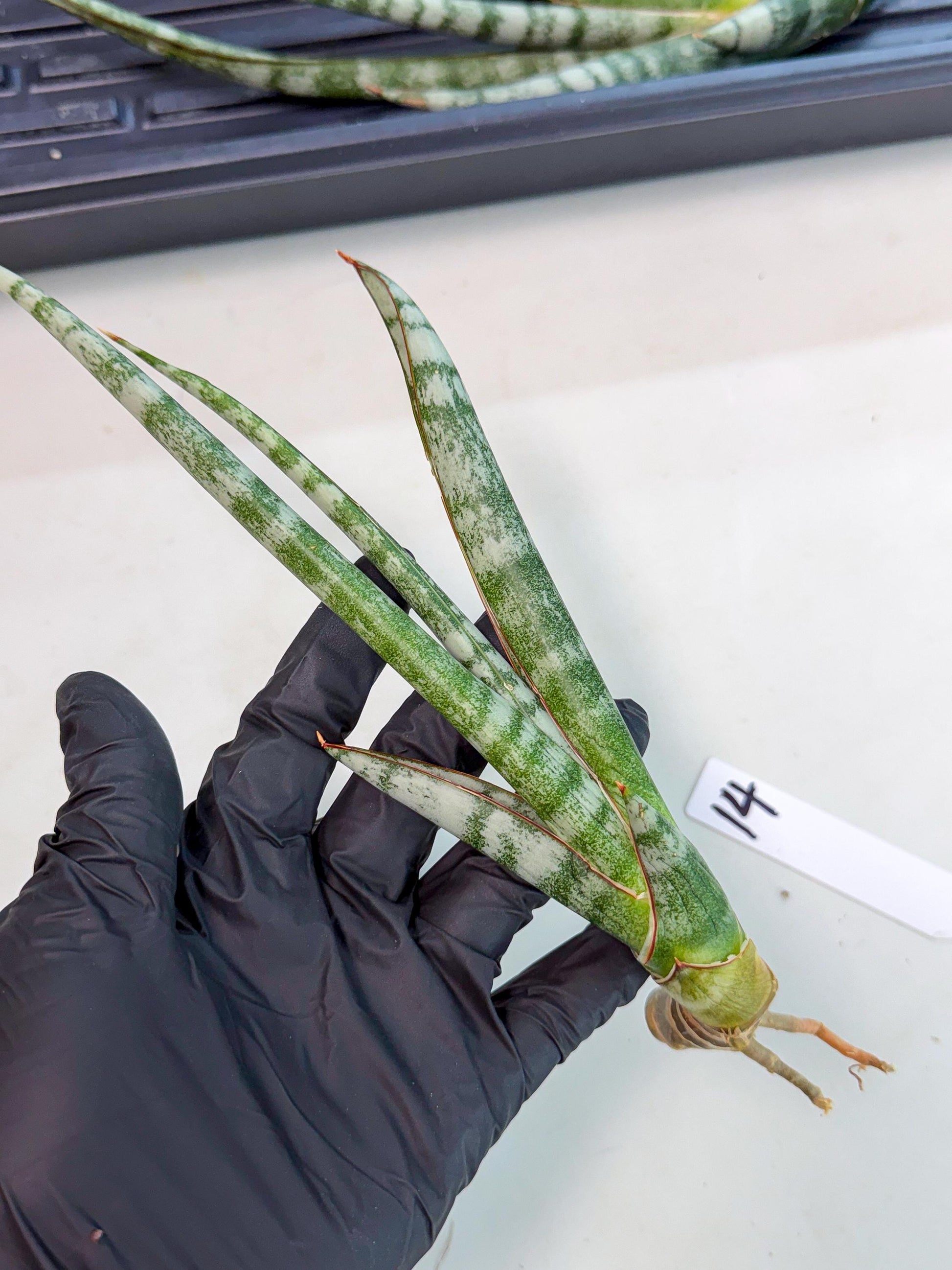 Sansevieria Gron (rr) (14) | Very Rare Hybrid