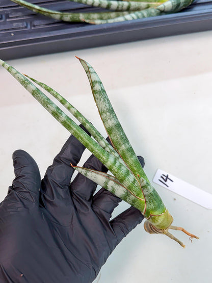 Sansevieria Gron (rr) (14) | Very Rare Hybrid