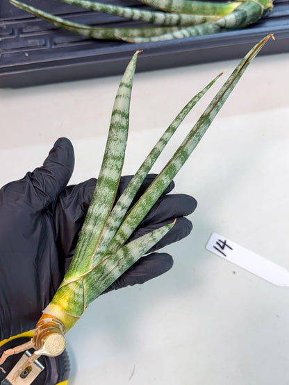 Sansevieria Gron (rr) (14) | Very Rare Hybrid