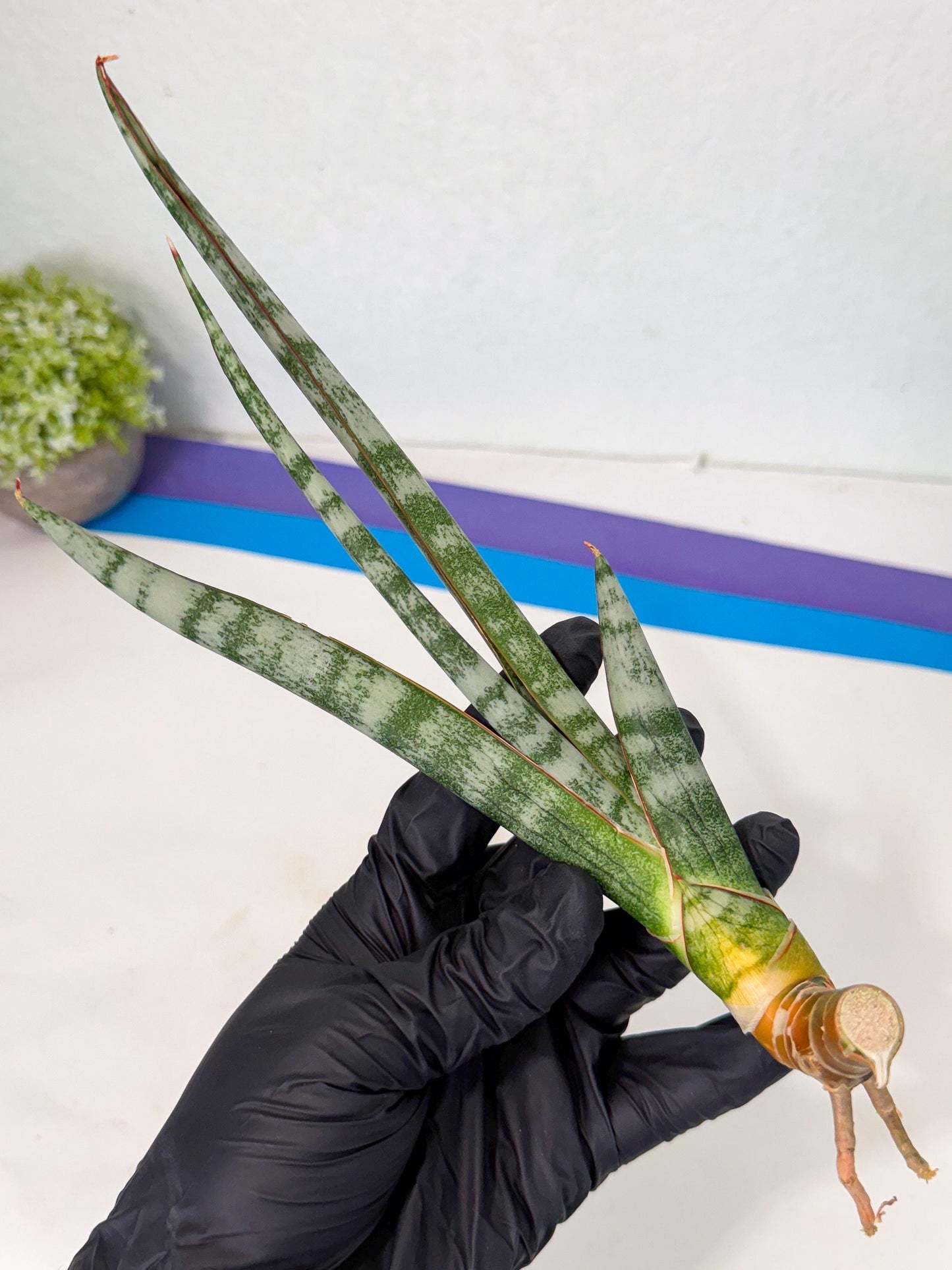 Sansevieria Gron (rr) (14) | Very Rare Hybrid