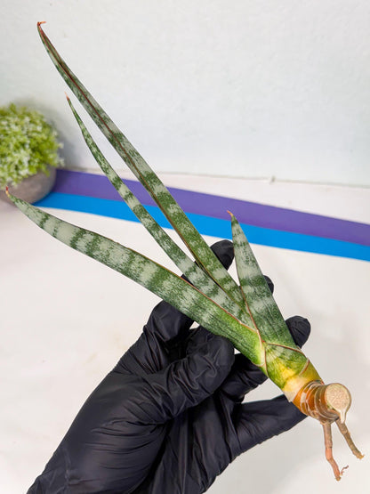 Sansevieria Gron (rr) (14) | Very Rare Hybrid