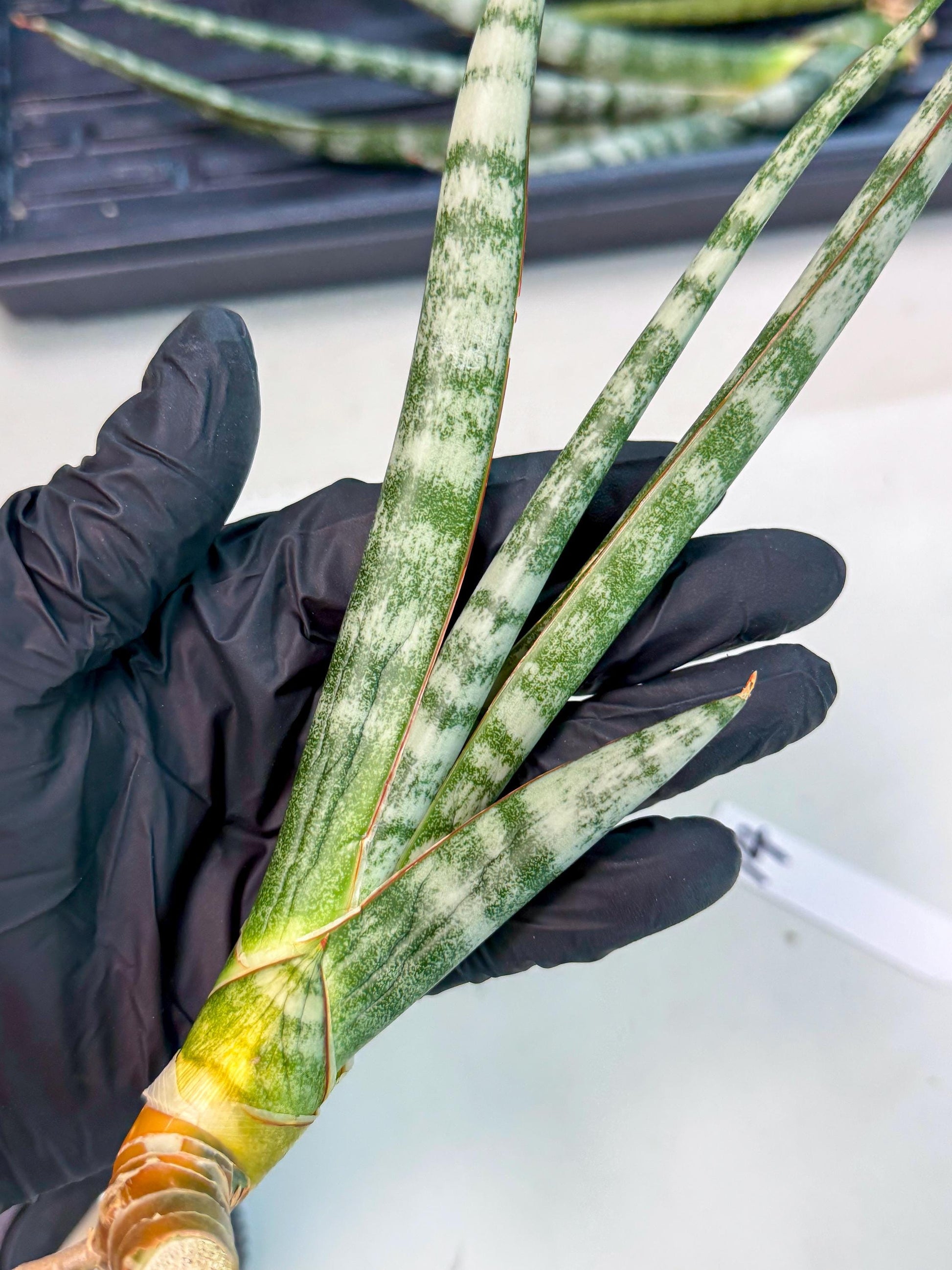 Sansevieria Gron (rr) (14) | Very Rare Hybrid
