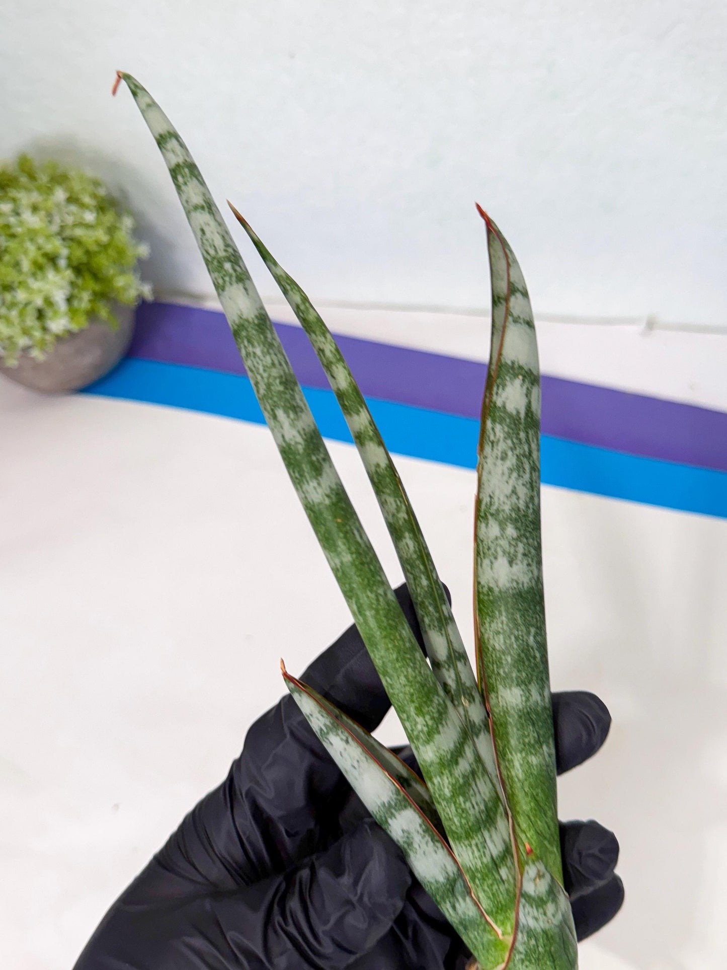 Sansevieria Gron (rr) (14) | Very Rare Hybrid