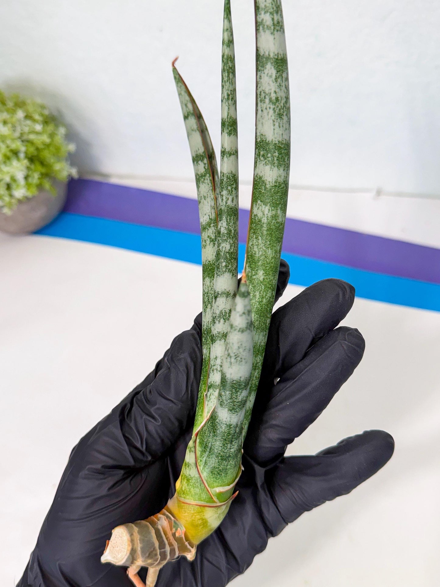 Sansevieria Gron (rr) (14) | Very Rare Hybrid