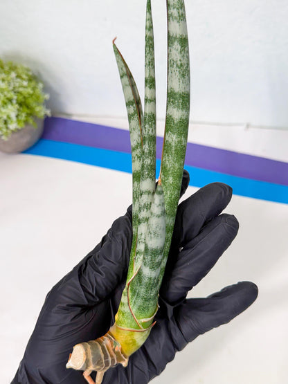 Sansevieria Gron (rr) (14) | Very Rare Hybrid