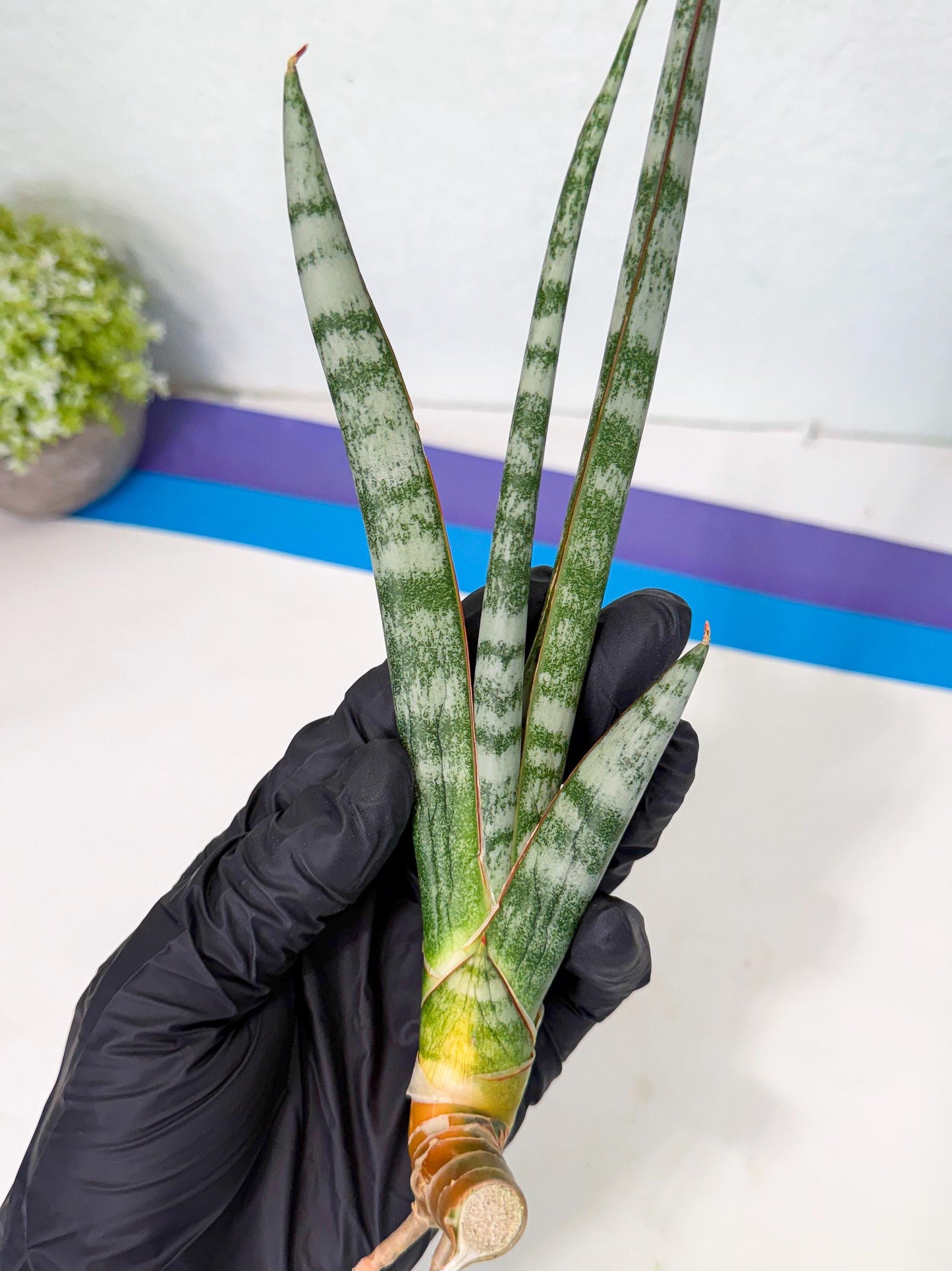 Sansevieria Gron (rr) (14) | Very Rare Hybrid