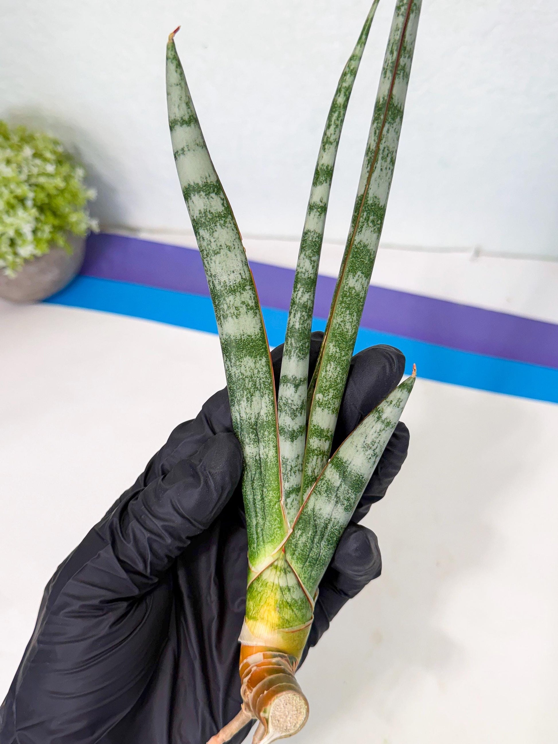 Sansevieria Gron (rr) (14) | Very Rare Hybrid