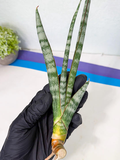 Sansevieria Gron (rr) (14) | Very Rare Hybrid