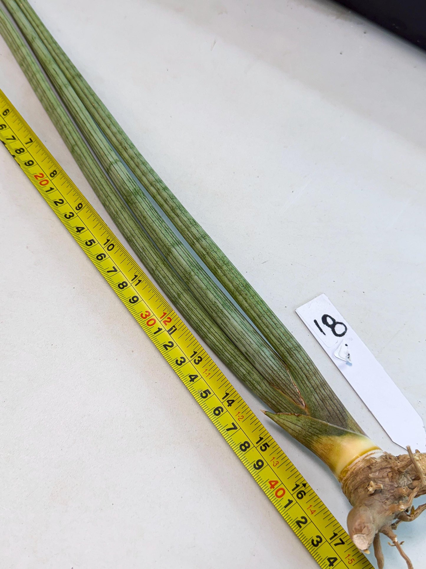 Sansevieria Huren (rr) (18) | Very Rare Hybrid