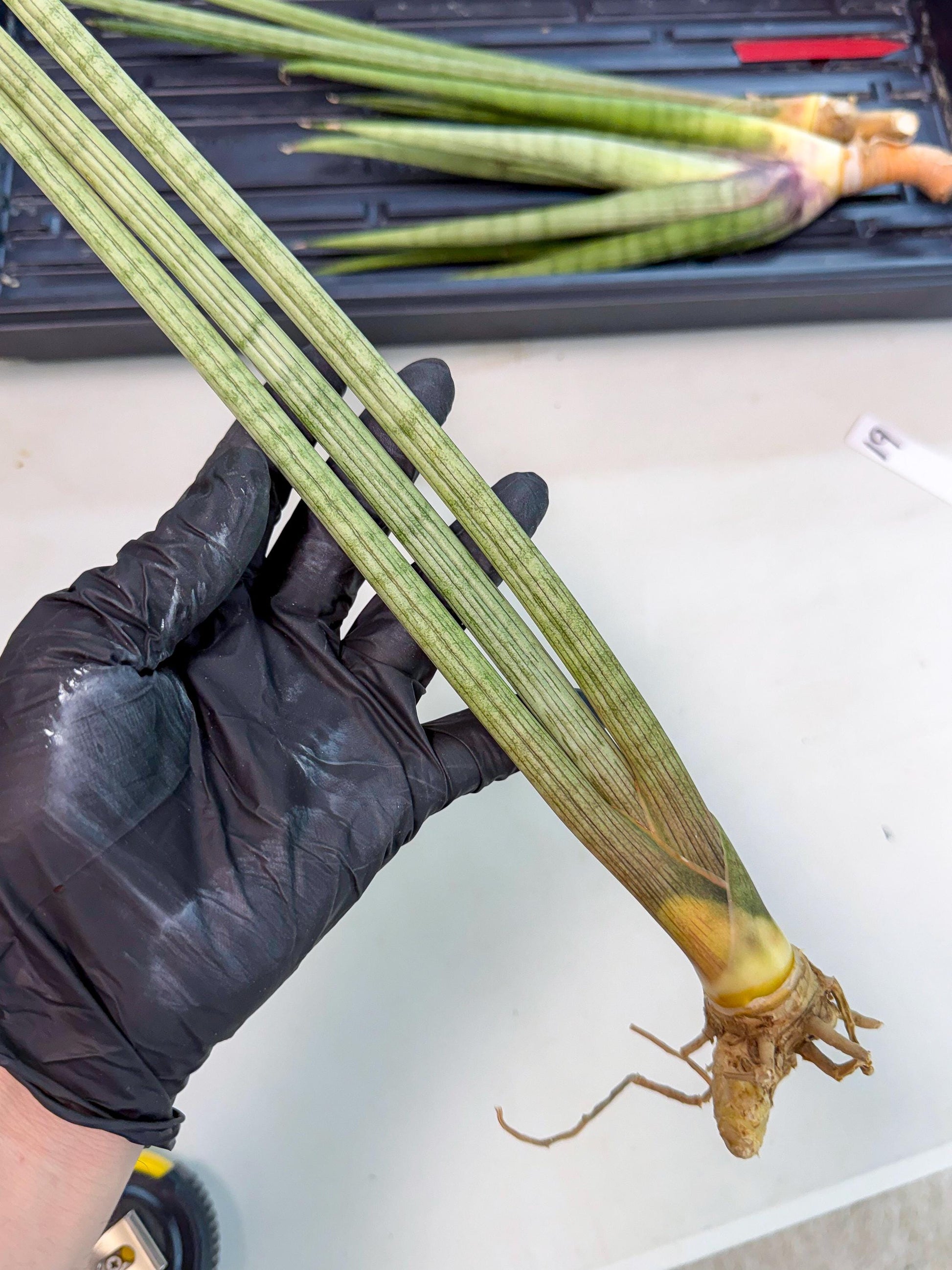 Sansevieria Huren (rr) (18) | Very Rare Hybrid