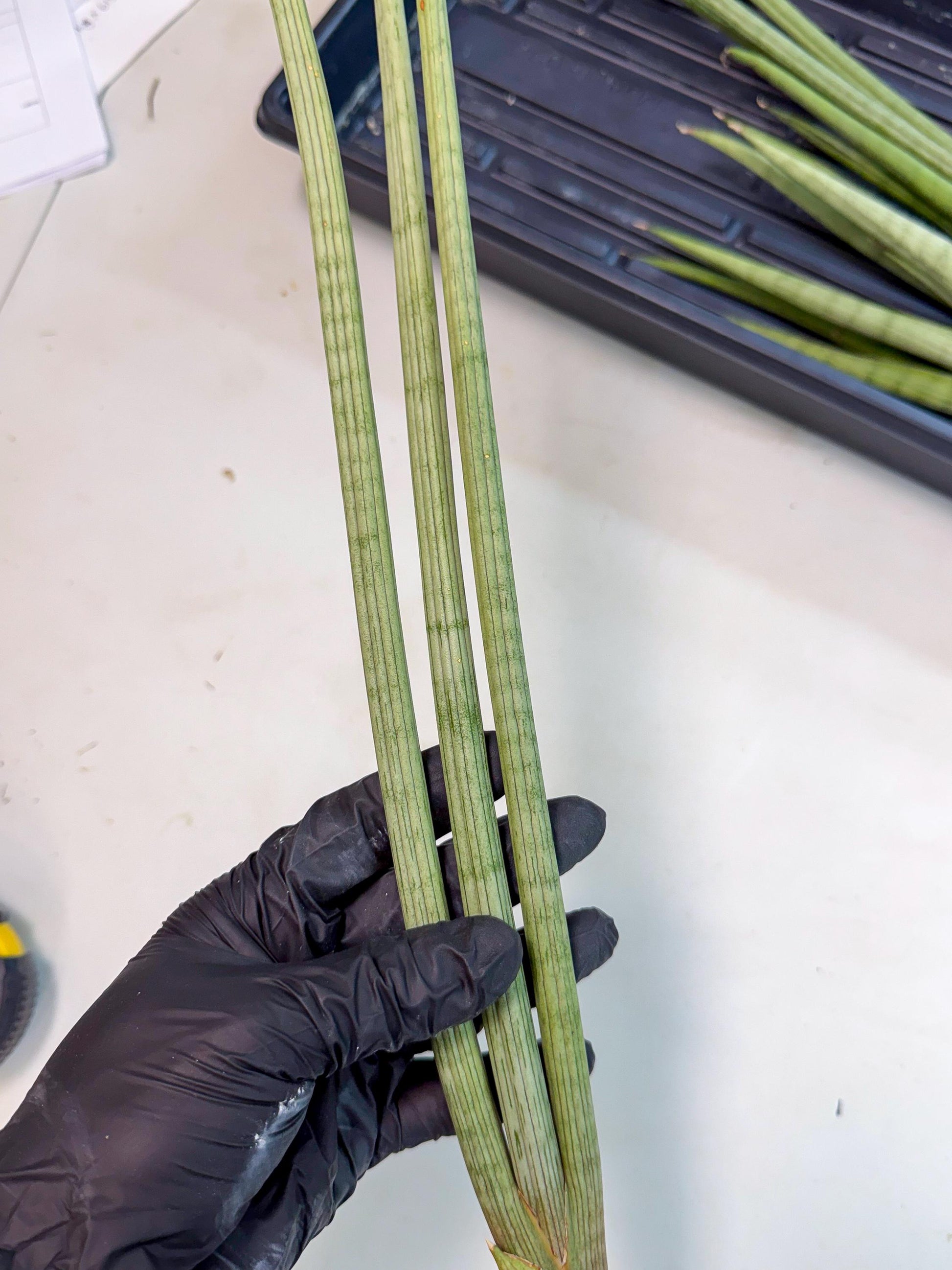 Sansevieria Huren (rr) (18) | Very Rare Hybrid