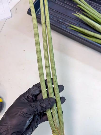 Sansevieria Huren (rr) (18) | Very Rare Hybrid