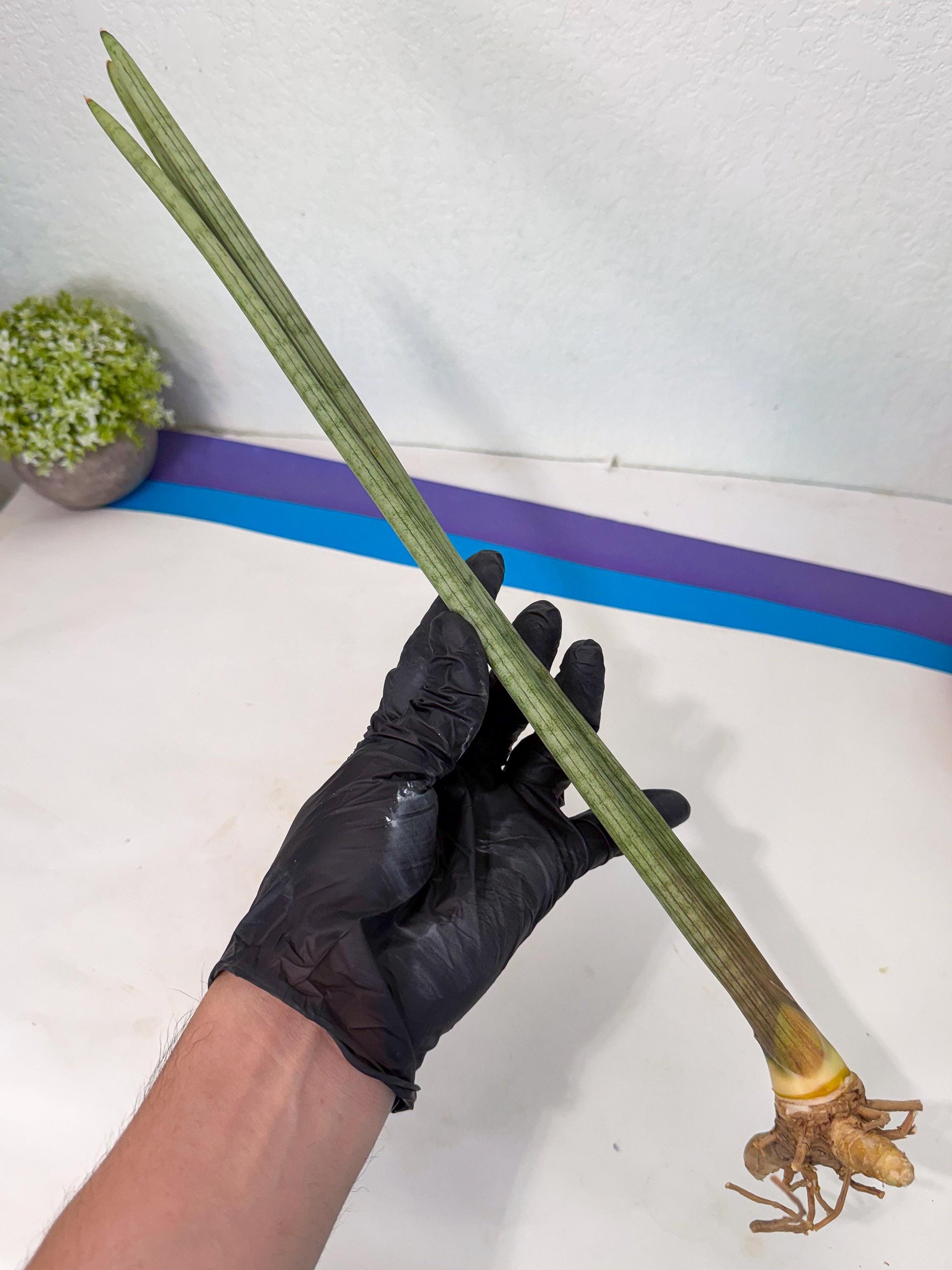 Sansevieria Huren (rr) (18) | Very Rare Hybrid