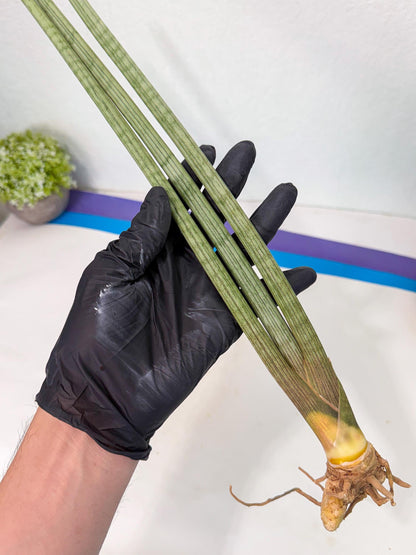 Sansevieria Huren (rr) (18) | Very Rare Hybrid