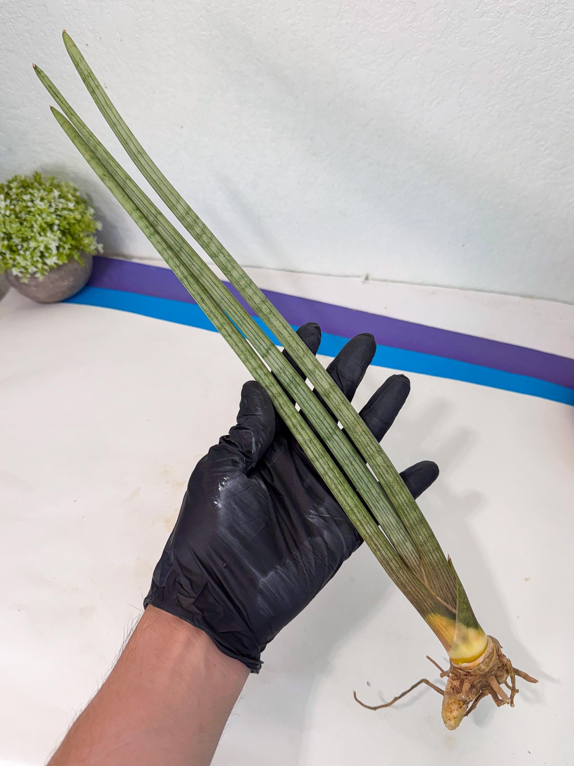 Sansevieria Huren (rr) (18) | Very Rare Hybrid