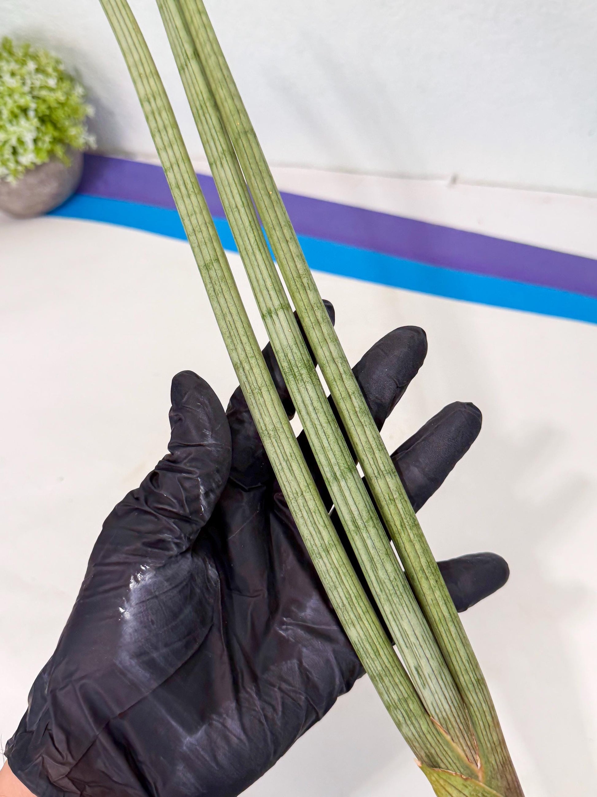 Sansevieria Huren (rr) (18) | Very Rare Hybrid