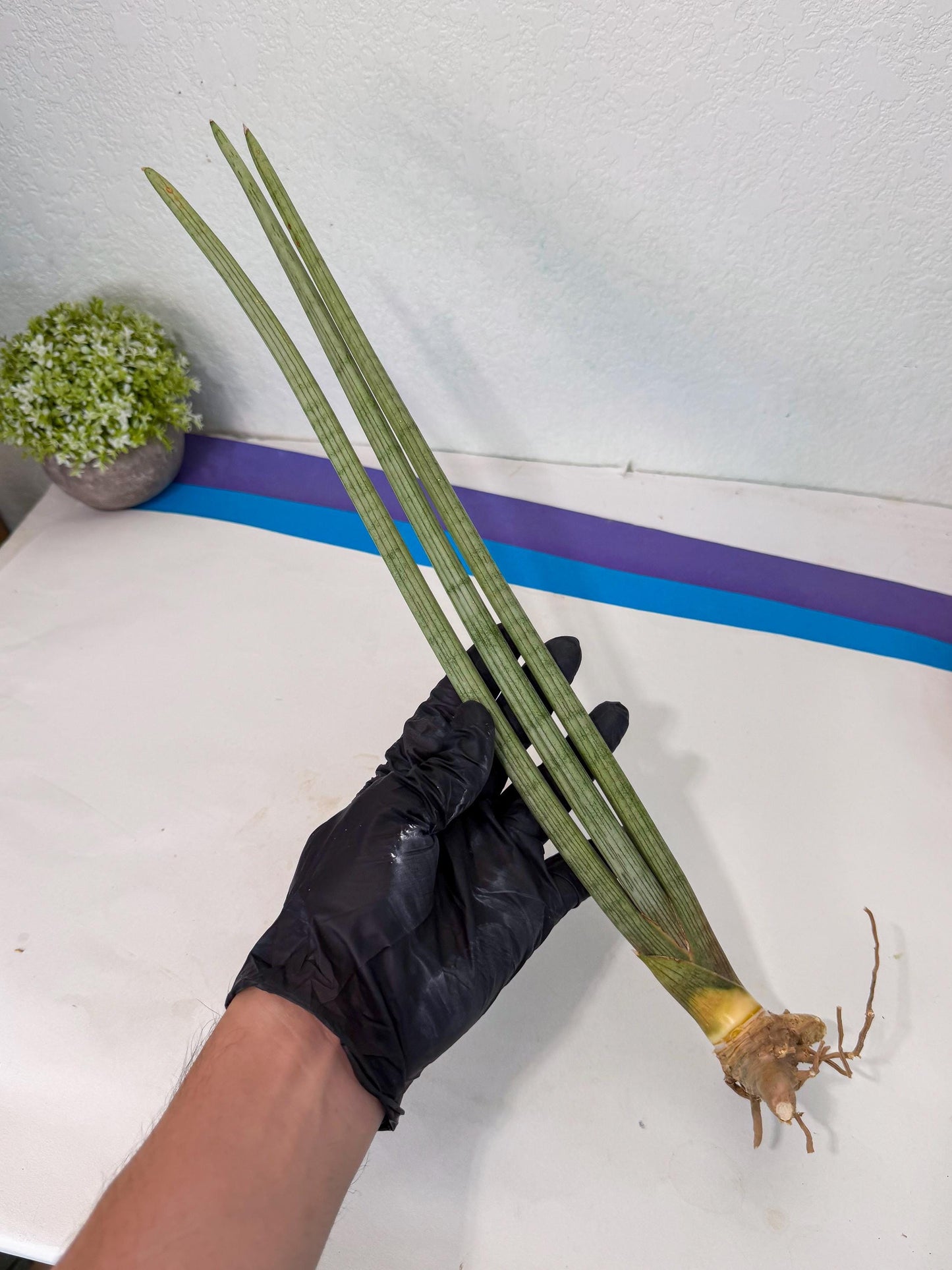 Sansevieria Huren (rr) (18) | Very Rare Hybrid