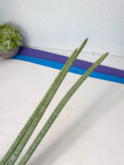 Sansevieria Huren (rr) (18) | Very Rare Hybrid