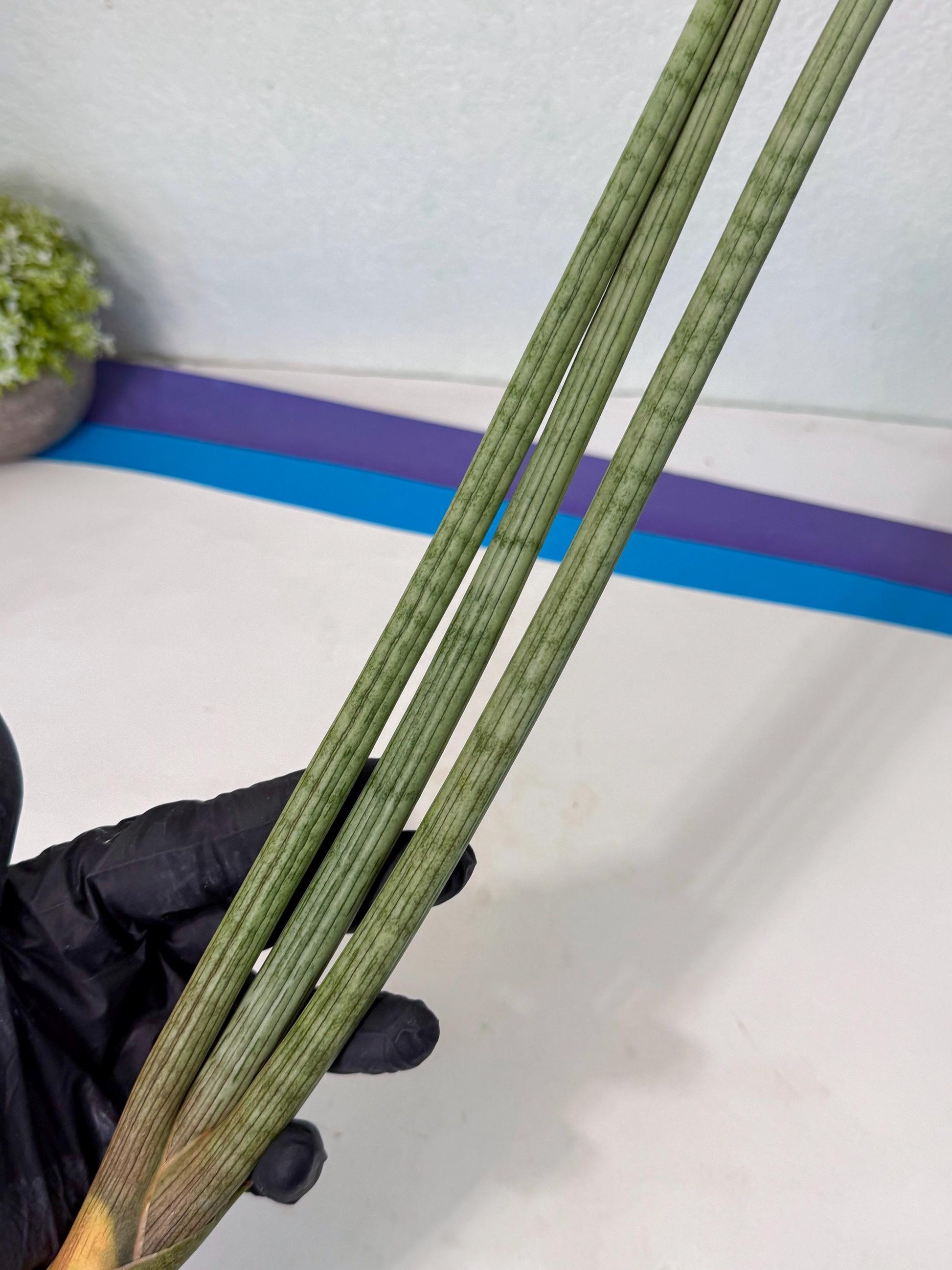 Sansevieria Huren (rr) (18) | Very Rare Hybrid