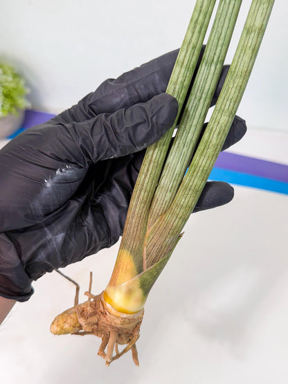 Sansevieria Huren (rr) (18) | Very Rare Hybrid