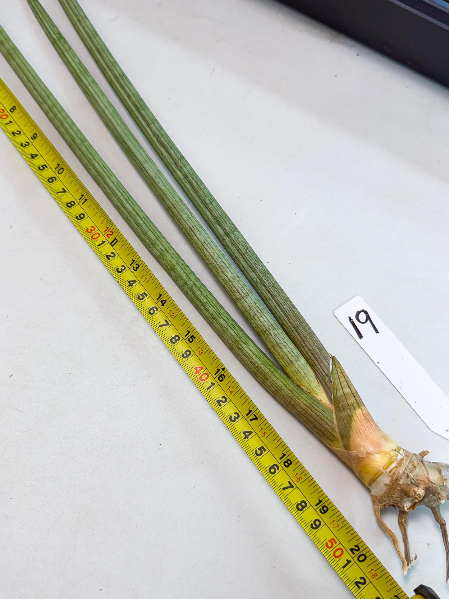 Sansevieria Huren (rr) (19) | Very Rare Hybrid