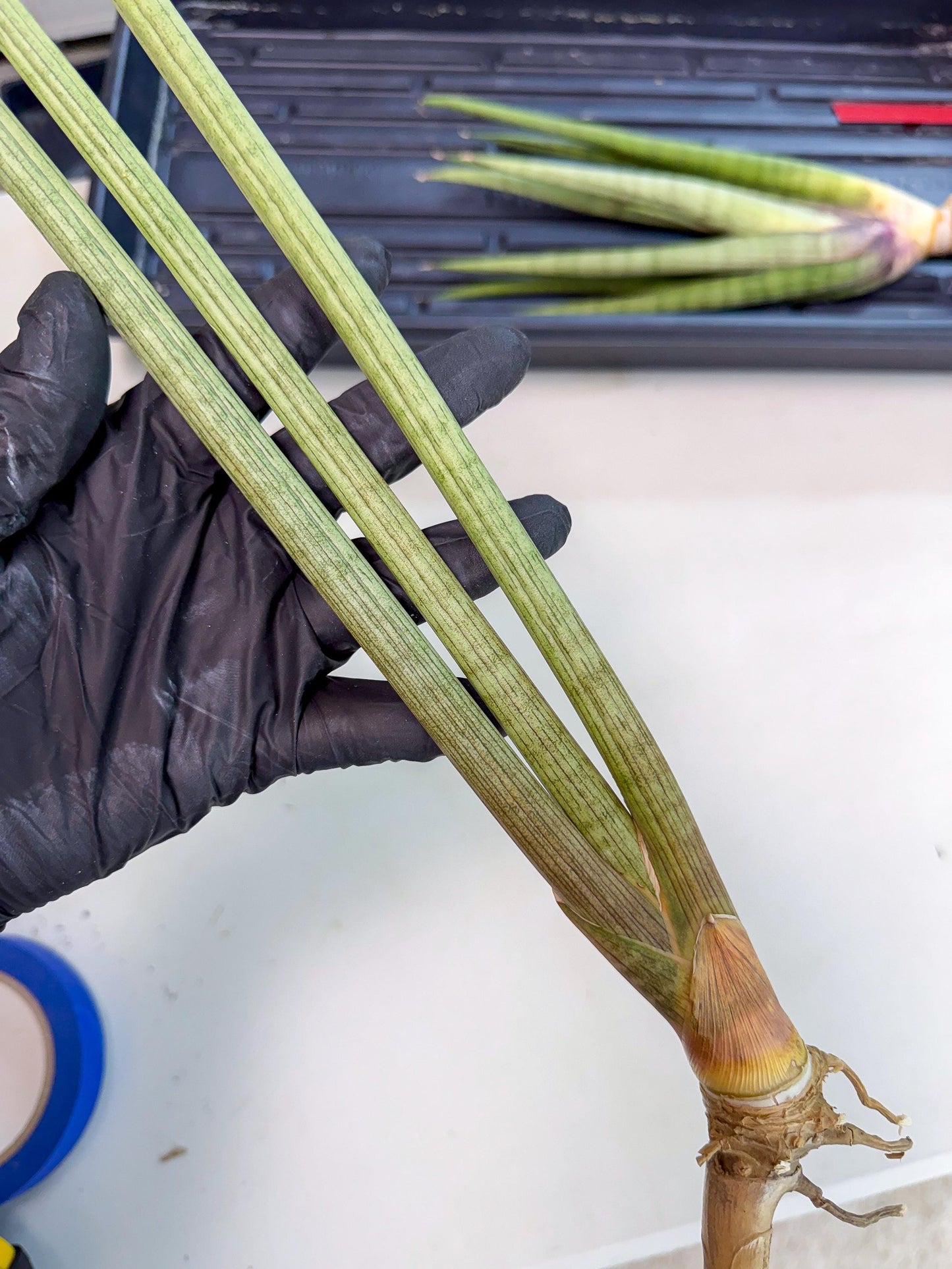 Sansevieria Huren (rr) (19) | Very Rare Hybrid
