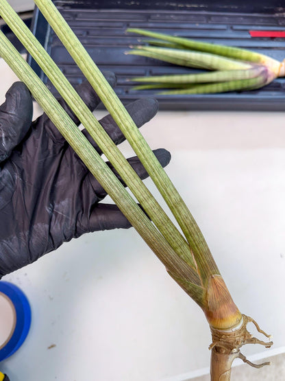 Sansevieria Huren (rr) (19) | Very Rare Hybrid