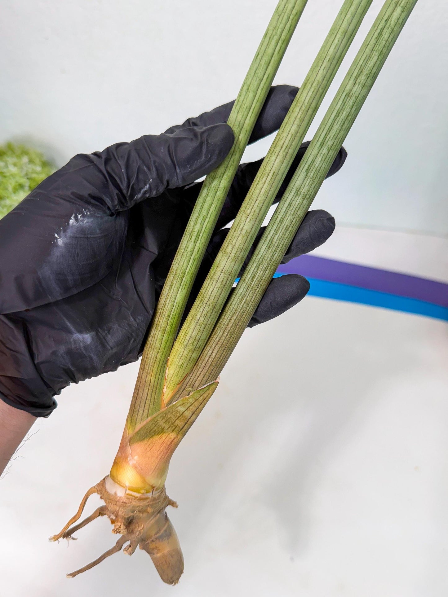Sansevieria Huren (rr) (19) | Very Rare Hybrid