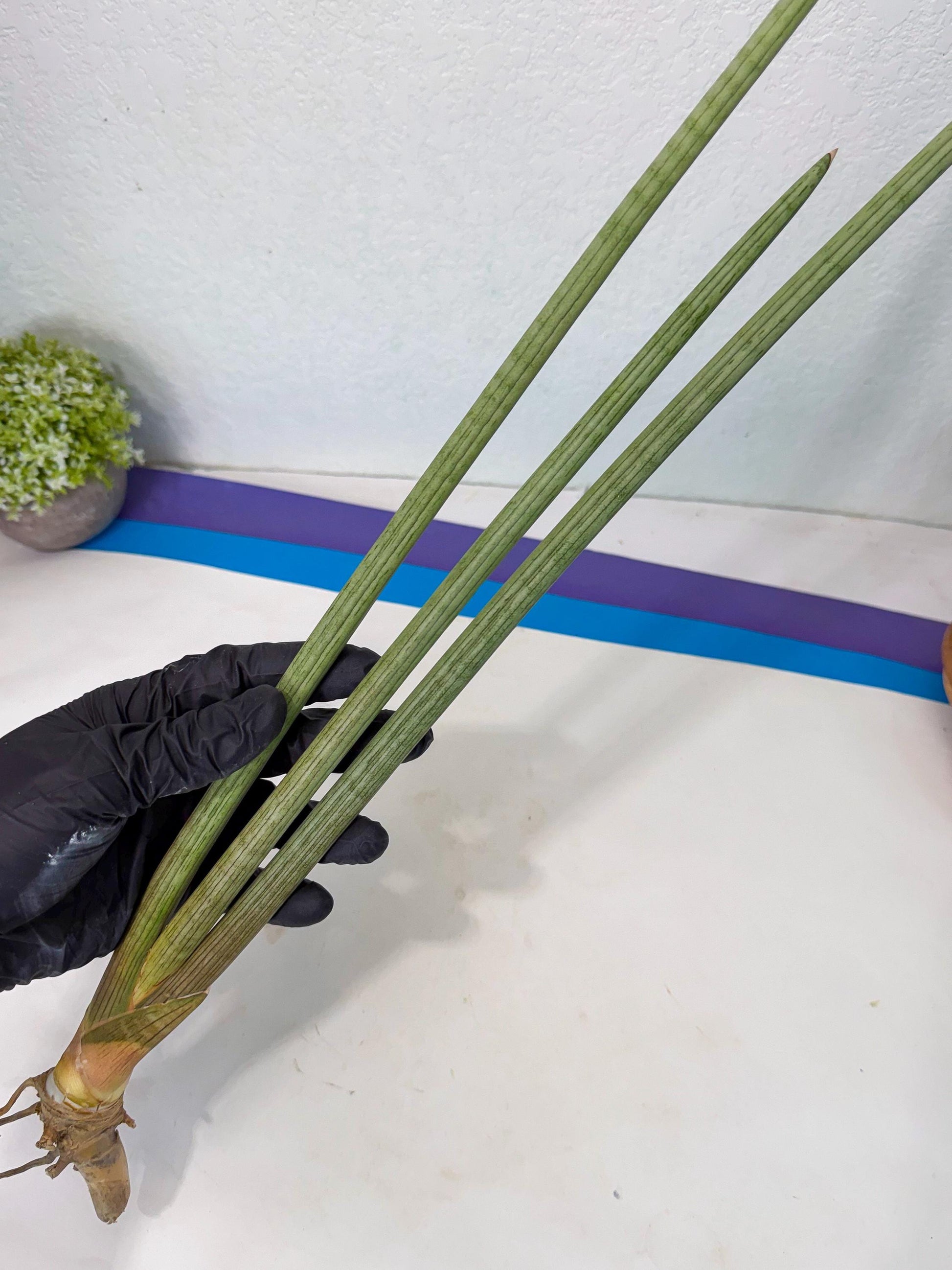 Sansevieria Huren (rr) (19) | Very Rare Hybrid
