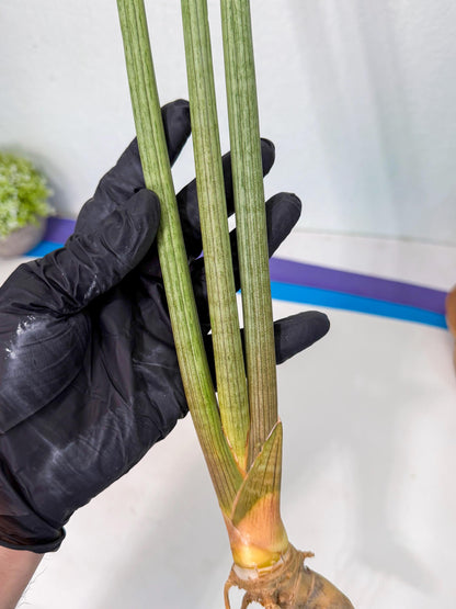Sansevieria Huren (rr) (19) | Very Rare Hybrid