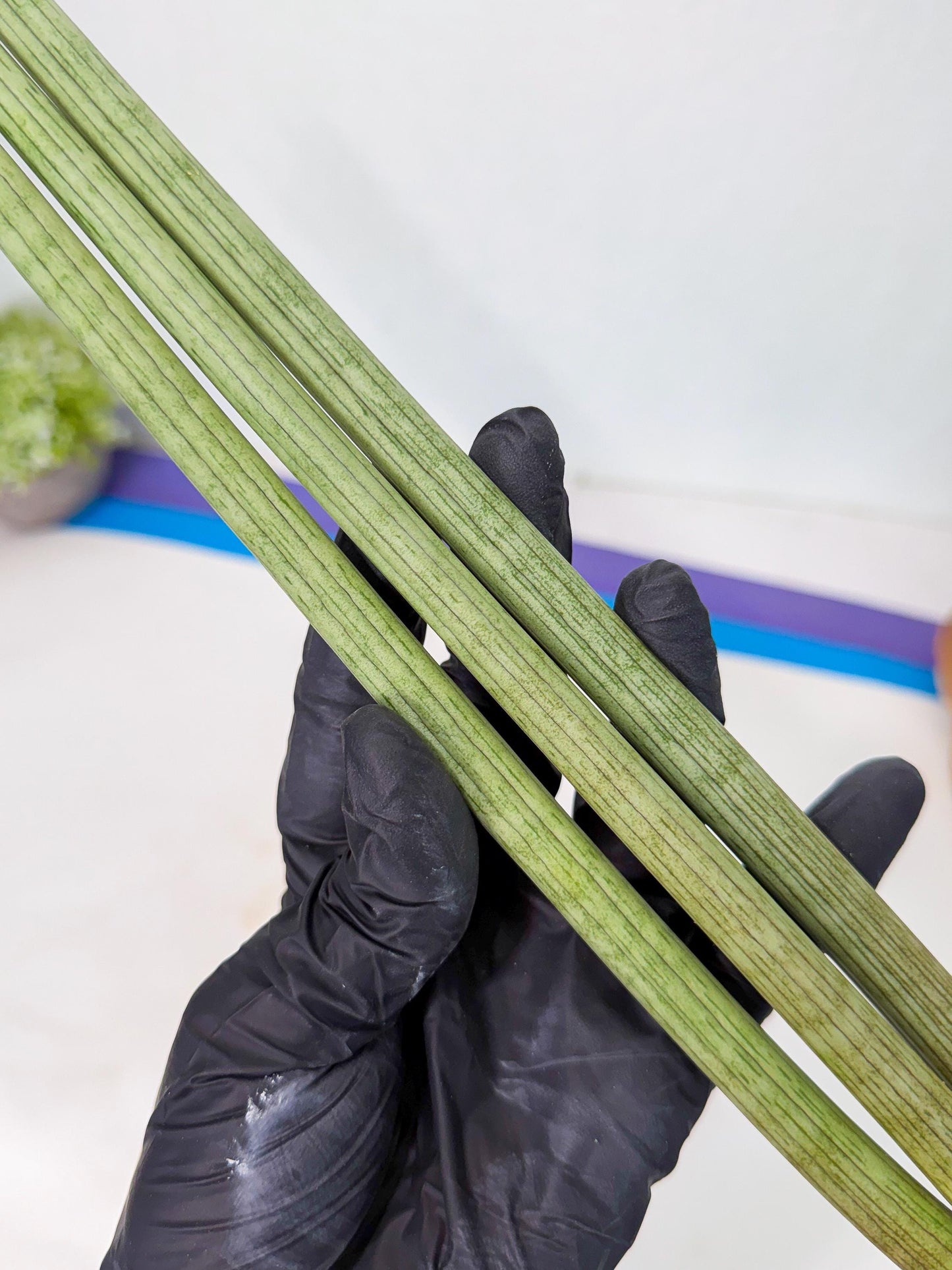 Sansevieria Huren (rr) (19) | Very Rare Hybrid