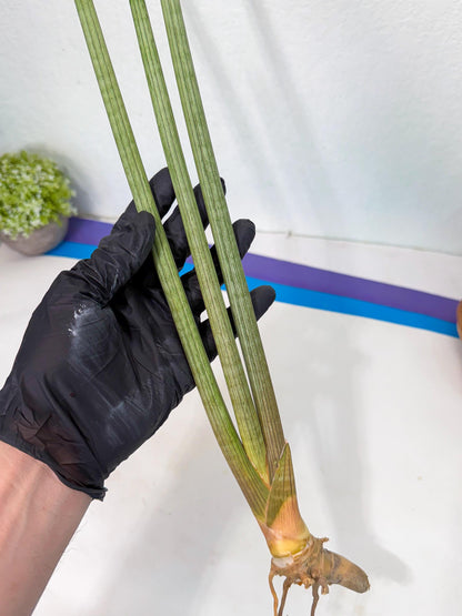 Sansevieria Huren (rr) (19) | Very Rare Hybrid
