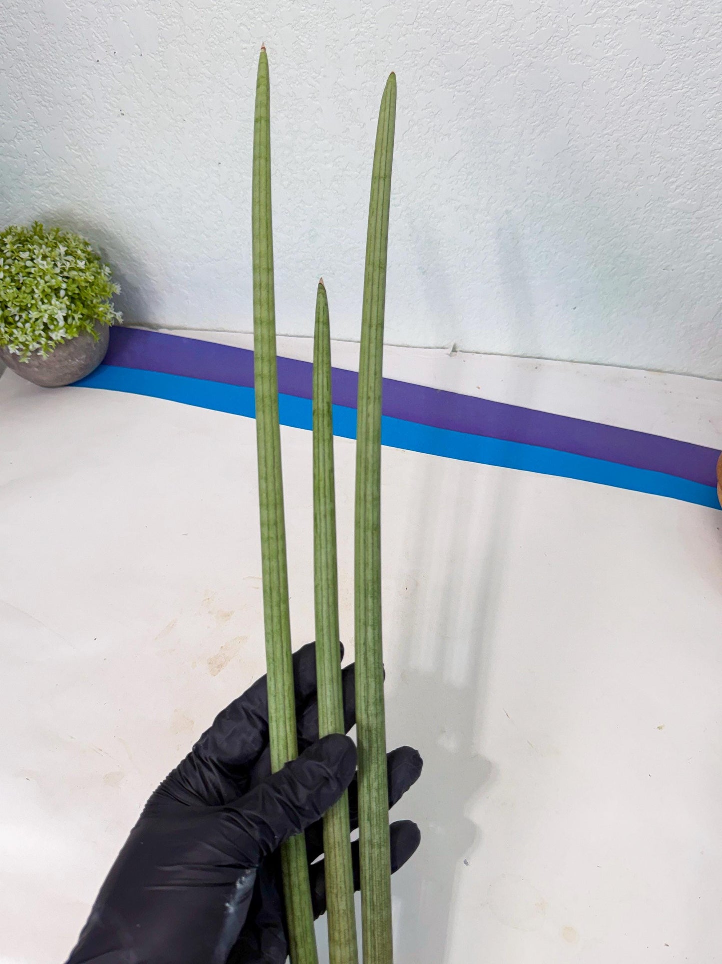 Sansevieria Huren (rr) (19) | Very Rare Hybrid