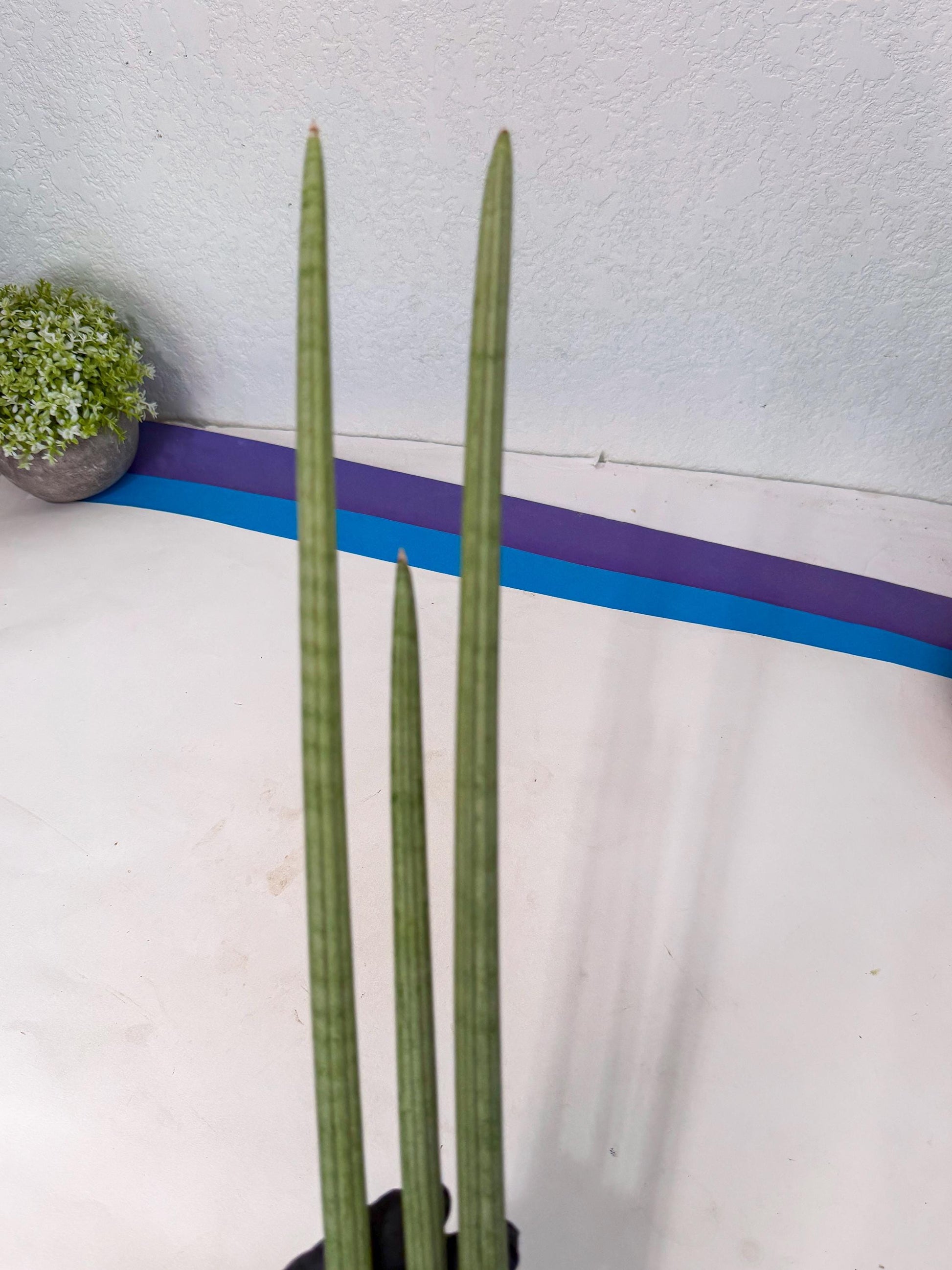 Sansevieria Huren (rr) (19) | Very Rare Hybrid