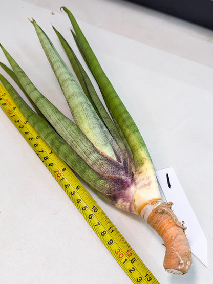 Sansevieria Dath Mint (pp) (1) | Very Rare Hybrid
