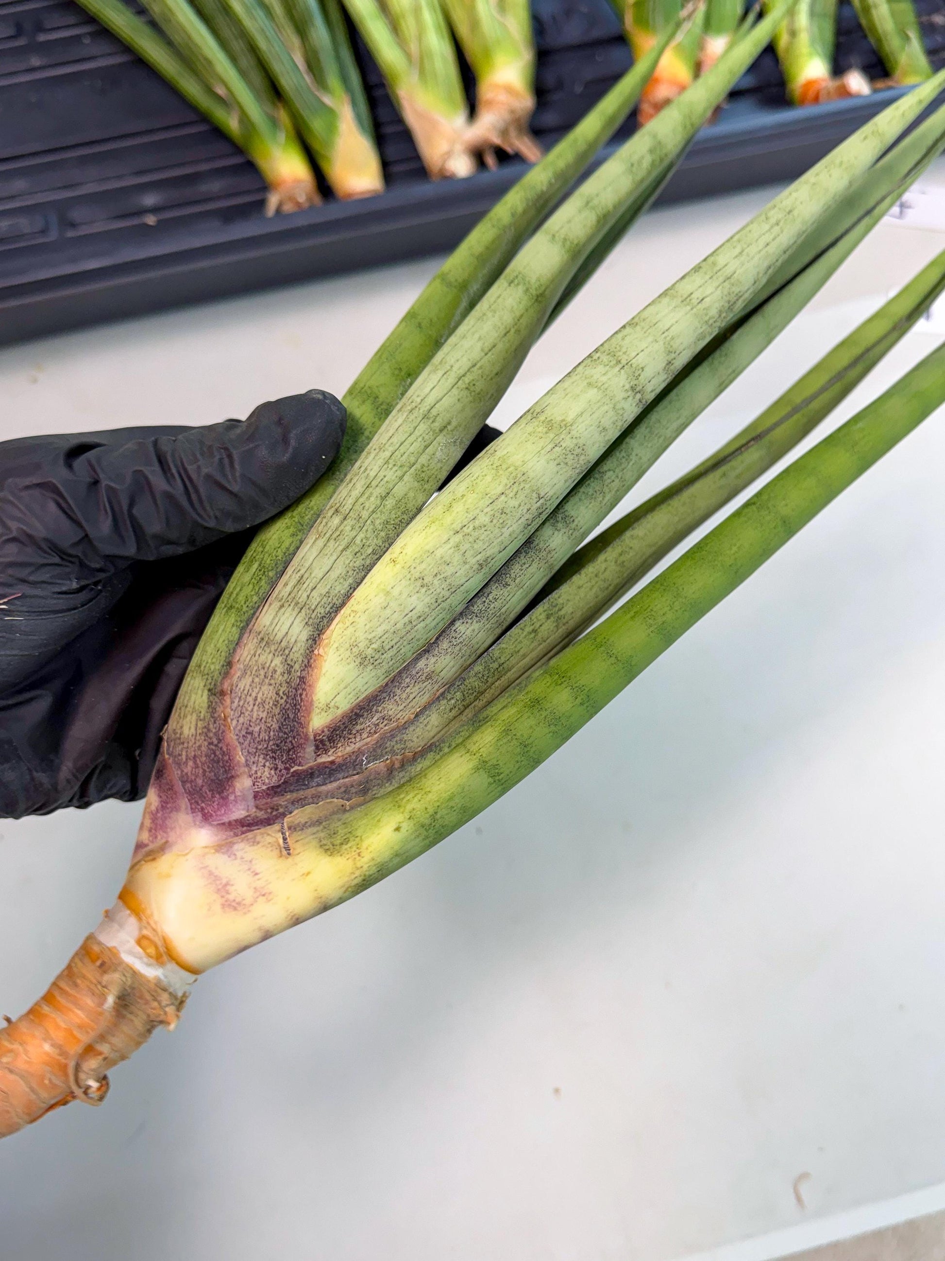 Sansevieria Dath Mint (pp) (1) | Very Rare Hybrid