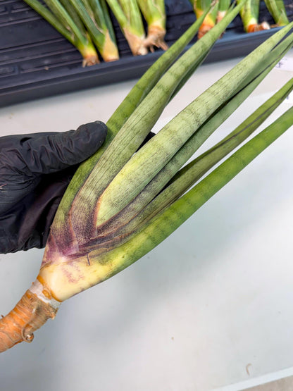 Sansevieria Dath Mint (pp) (1) | Very Rare Hybrid