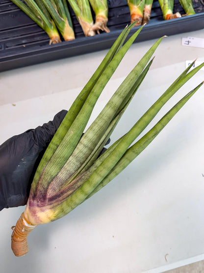 Sansevieria Dath Mint (pp) (1) | Very Rare Hybrid