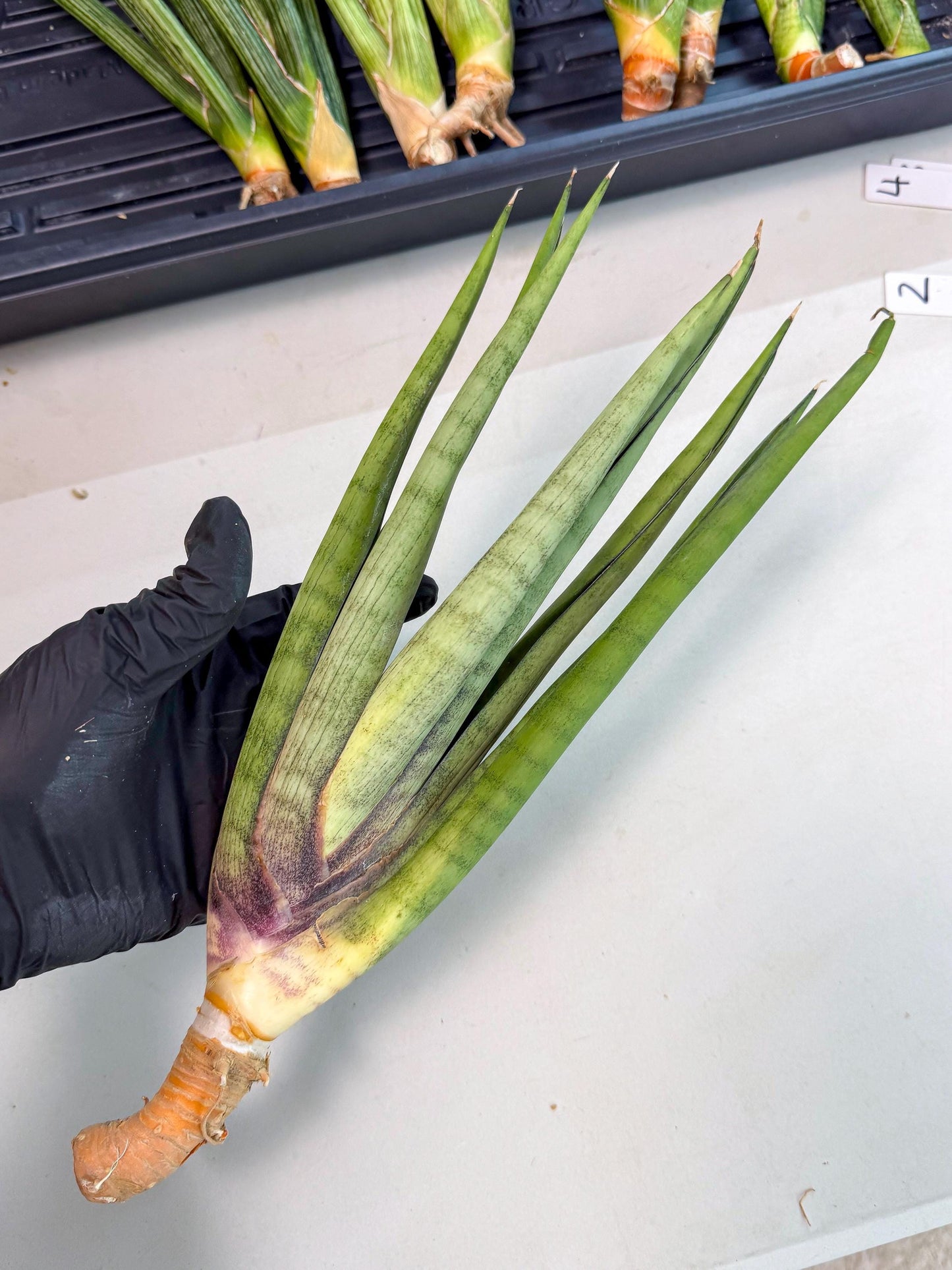 Sansevieria Dath Mint (pp) (1) | Very Rare Hybrid
